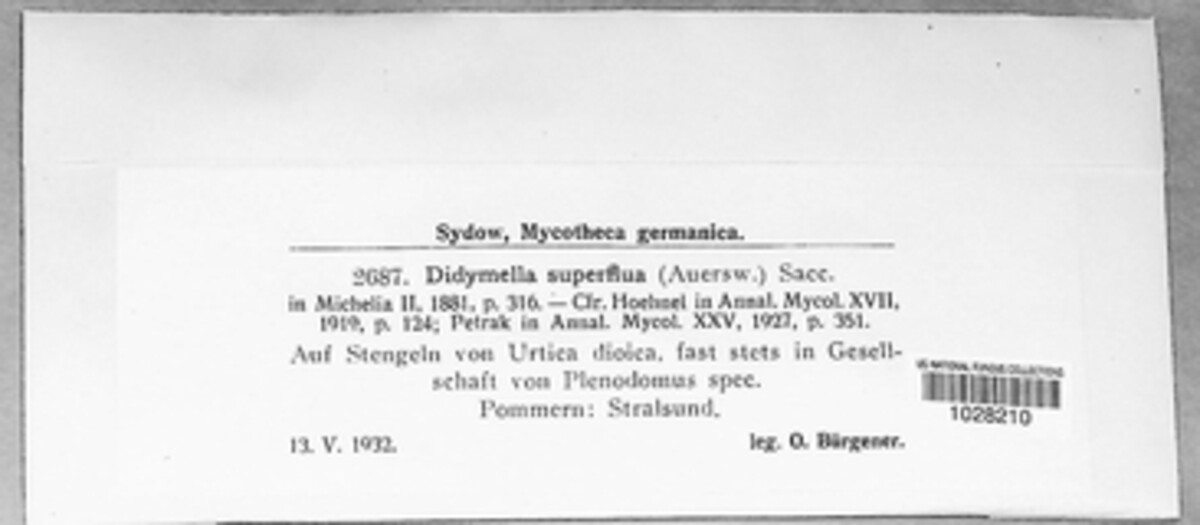 Mycosphaerella superflua image